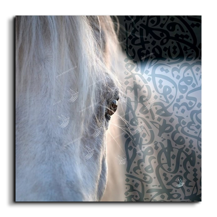 Arabian Horse خيول عربية Canvas Artwork