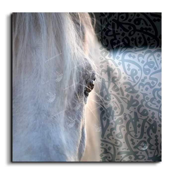Arabian Horse خيول عربية canvas artwork