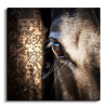 Arabian Horse خيول عربية canvas artwork