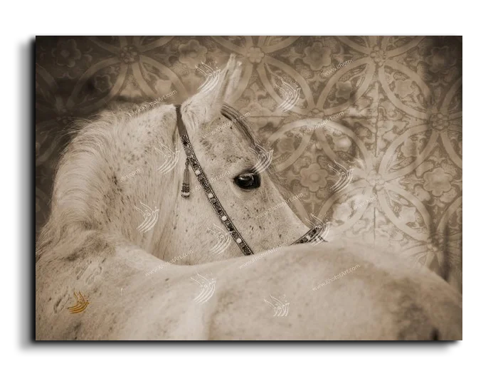 Arabian Horse خيول عربية canvas artwork