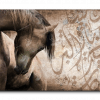 Arabian Horse خيول عربية
