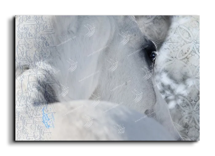 Arabian Horse خيول عربية canvas artwork