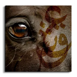 Arabian Horse خيول عربية canvas artwork