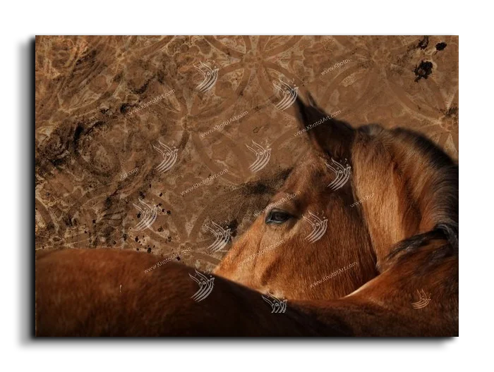 Arabian Horse خيول عربية canvas artwork