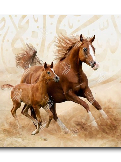 Canvas Painting Arabian Horse خيول عربية