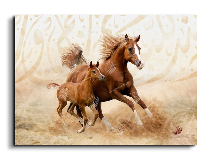 Arabian Horse خيول عربية