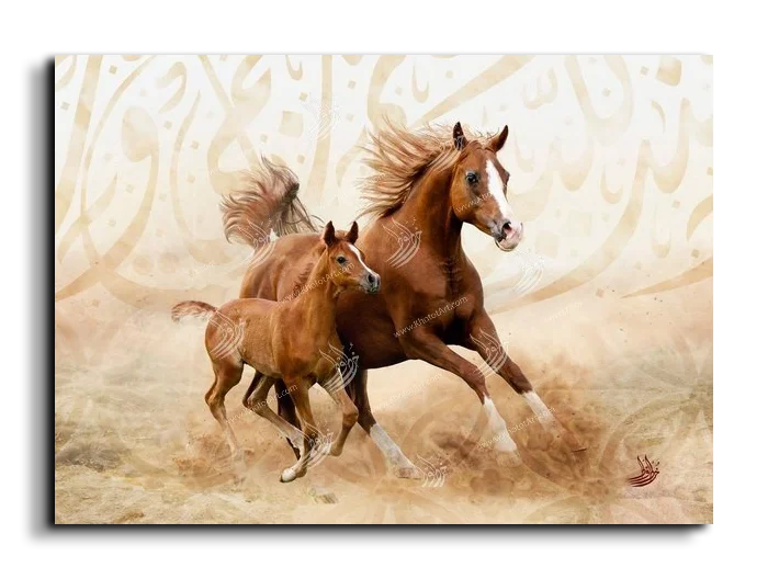 Arabian Horse خيول عربية canvas artwork