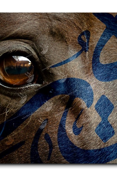 Canvas Painting Arabian Horse خيول عربية