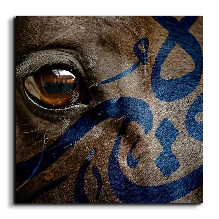 Arabian Horse خيول عربية