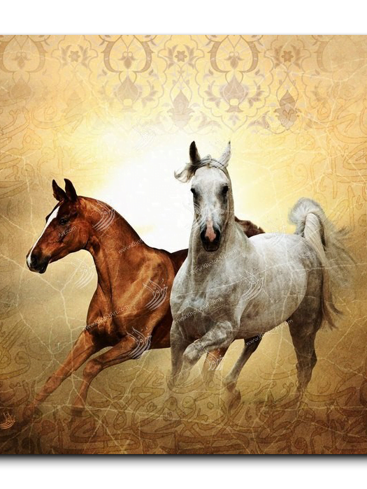 Arabian Horse خيول عربية
