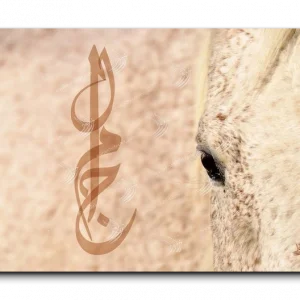 Arabian Horse خيول عربية