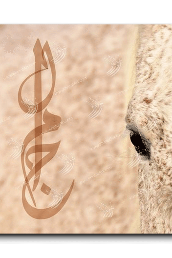 Arabian Horse خيول عربية