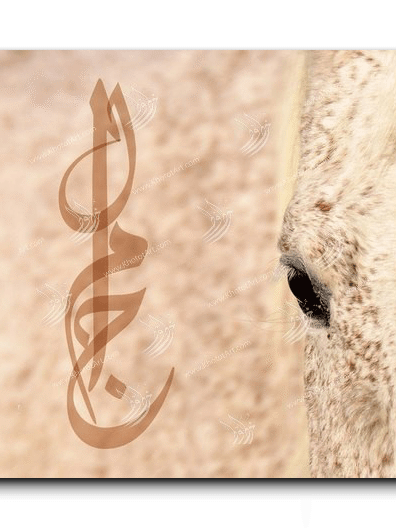 Canvas Painting Arabian Horse خيول عربية