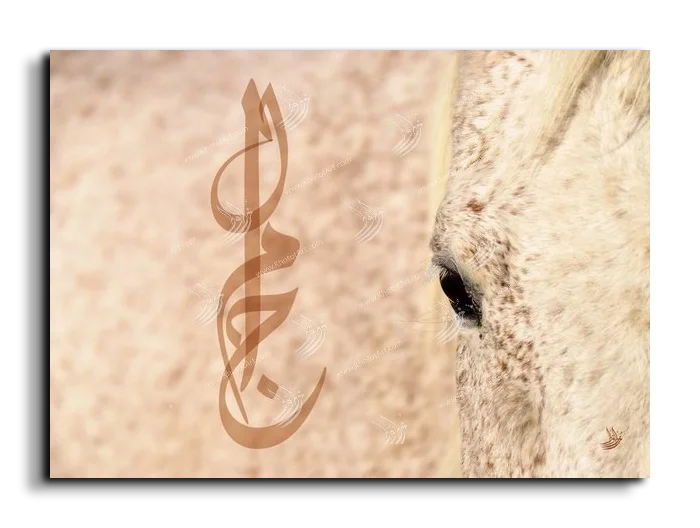 Arabian Horse خيول عربية canvas artwork