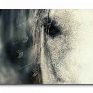 Arabian Horse خيول عربية canvas artwork