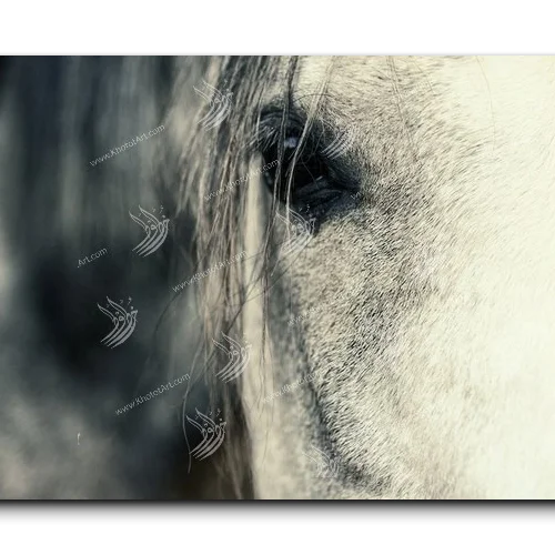 Arabian Horse خيول عربية
