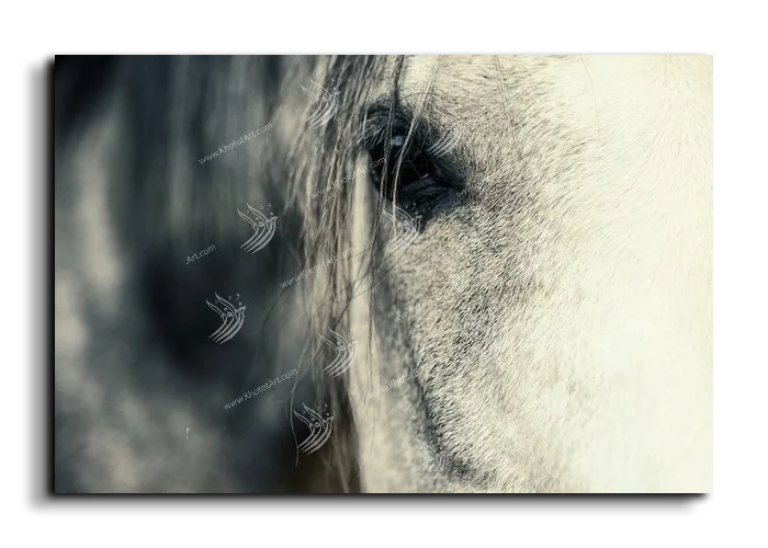 Arabian Horse خيول عربية canvas artwork