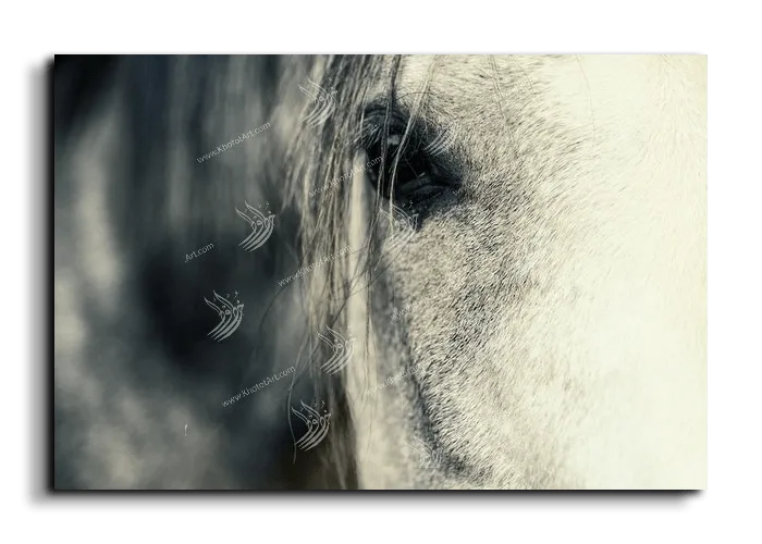 Arabian Horse خيول عربية canvas artwork