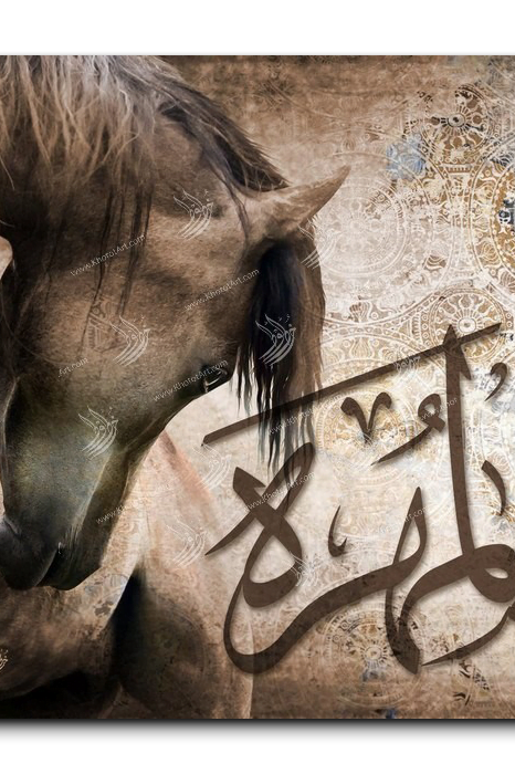 Arabian Horse خيول عربية