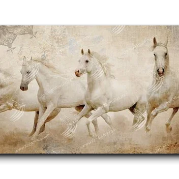 Arabian Horse خيول عربية