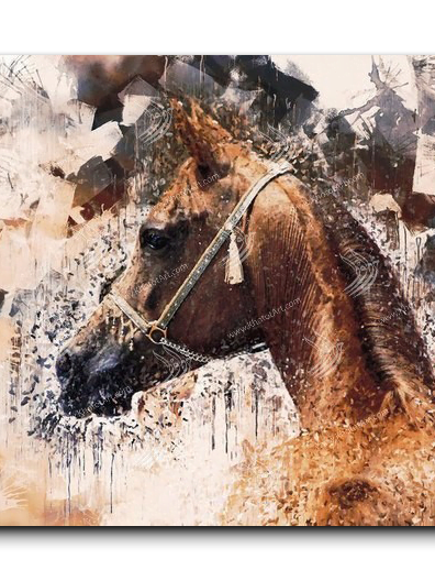 Arabian Horse خيول عربية