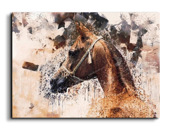 Arabian Horse خيول عربية
