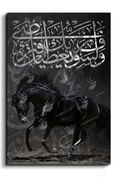 Arabian Horse خيول عربية